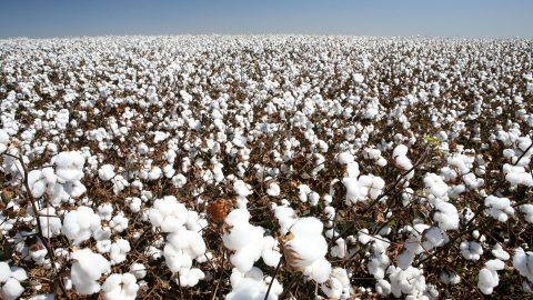 Cotton Field