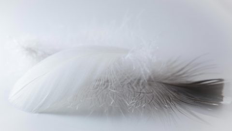 Feather