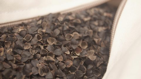 An unzipped buckwheat hull pillow