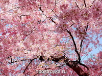 Фотопечать цветы Фото 65