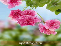 Фотопечать цветы Фото 53