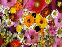 Фотопечать цветы Фото 132