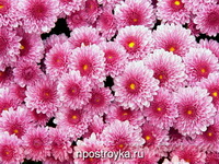 Фотопечать цветы Фото 140