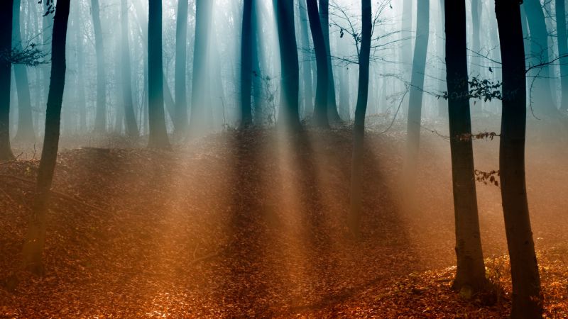 Forest, 4k, 5k wallpaper, trees, sunlight, fog, autumn (horizontal)